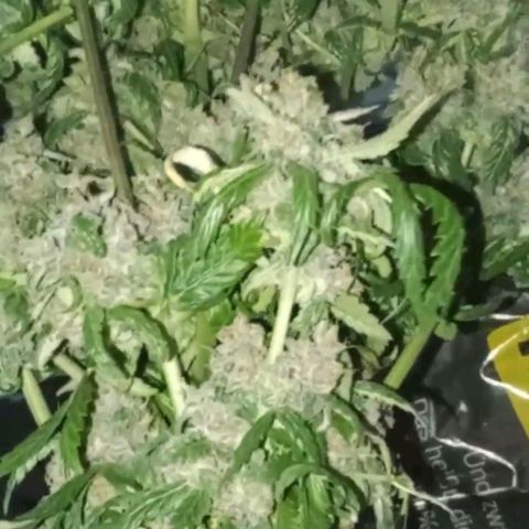 Gorilla Punch Automatik  growlog timeline photo