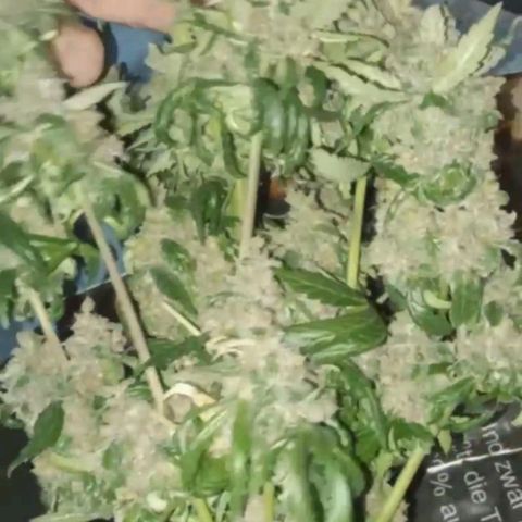 Gorilla Punch Automatik  growlog timeline photo