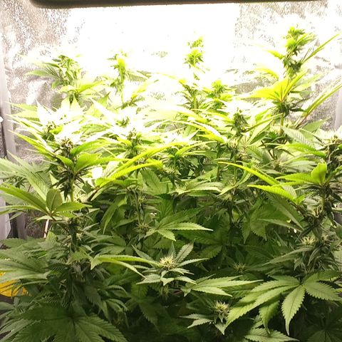Special Queen #1 growlog timeline photo