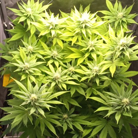 Special Queen #1 growlog timeline photo