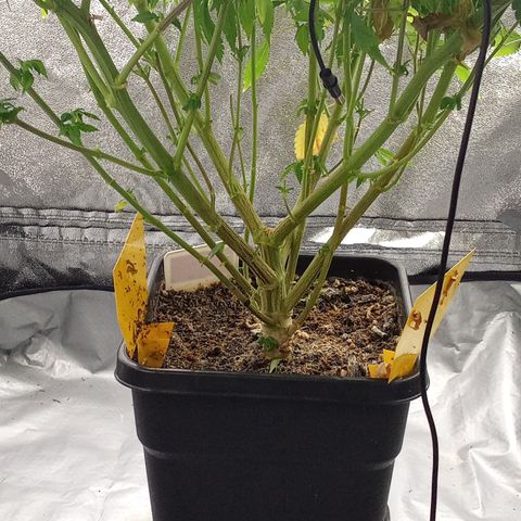 Special Queen #1 growlog timeline photo