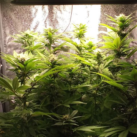 Special Queen #1 growlog timeline photo