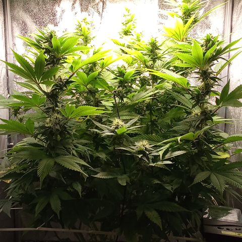 Special Queen #1 growlog timeline photo