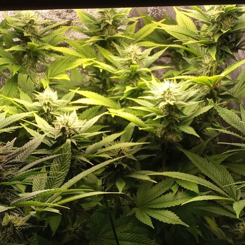 Special Queen #1 growlog timeline photo