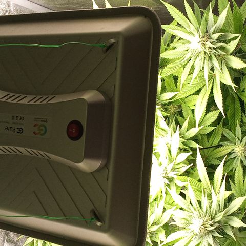 Special Queen #1 growlog timeline photo