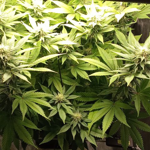 Special Queen #1 growlog timeline photo