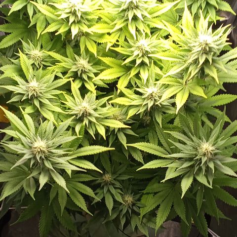 Special Queen #1 growlog timeline photo