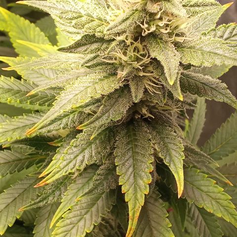Special Queen #1 growlog timeline photo