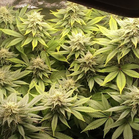 Special Queen #1 growlog timeline photo