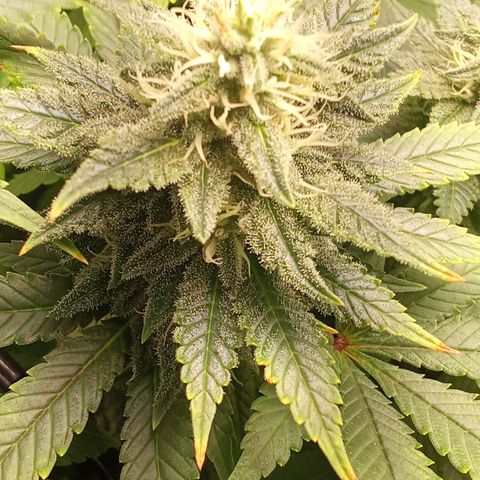 Special Queen #1 growlog timeline photo