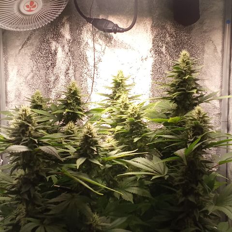 Special Queen #1 growlog timeline photo
