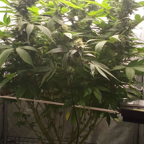 Special Queen #1 growlog timeline photo