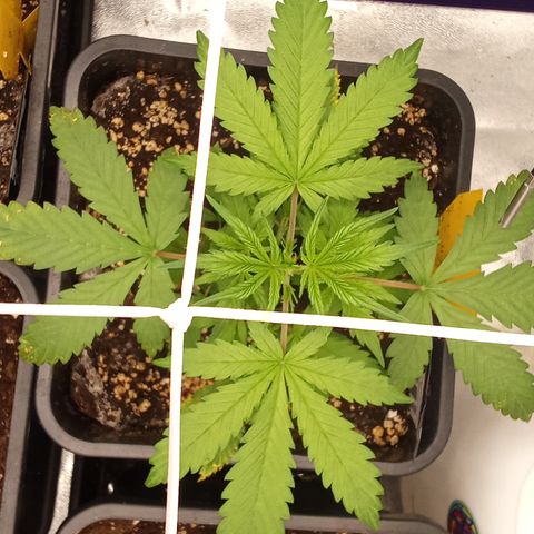 Strawberry Banana automatik  growlog timeline photo