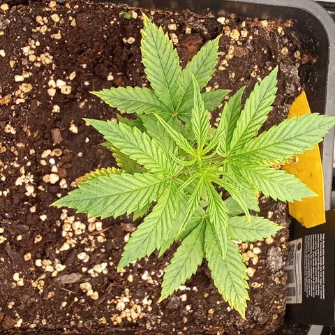 Strawberry Gorilla automatik  growlog timeline photo