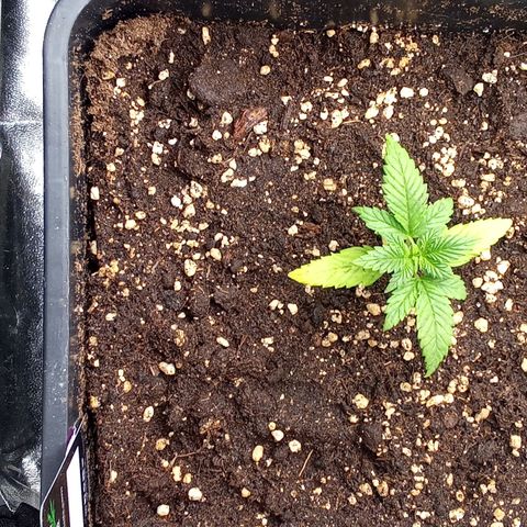 Banana Purple Punch growlog timeline photo