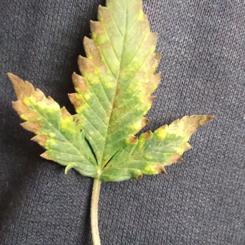 Strawberry Gorilla automatik  growlog timeline photo
