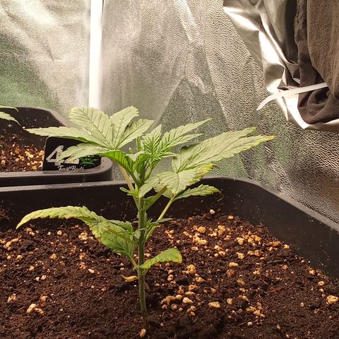 Banana Purple Punch growlog timeline photo