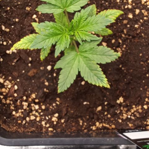 Banana Purple Punch growlog timeline photo