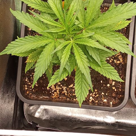 Strawberry Gorilla automatik  growlog timeline photo
