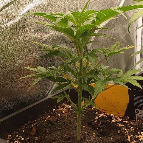 Strawberry Gorilla automatik  growlog timeline photo