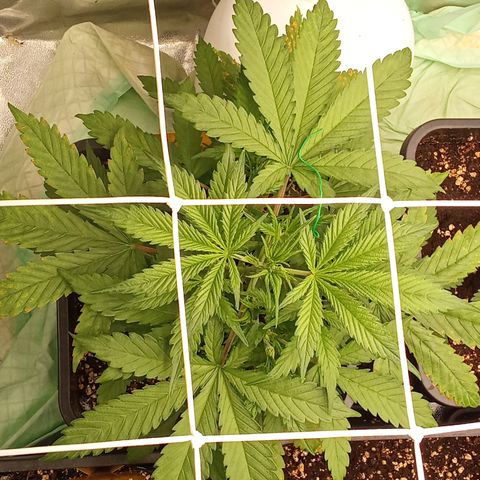 Strawberry Banana automatik  growlog timeline photo