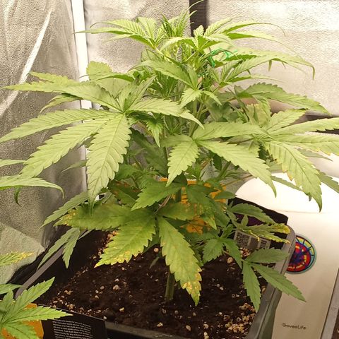 Strawberry Banana automatik  growlog timeline photo