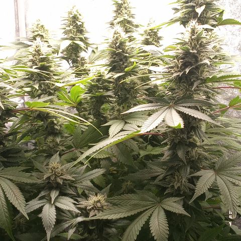 Special Queen #1 growlog timeline photo