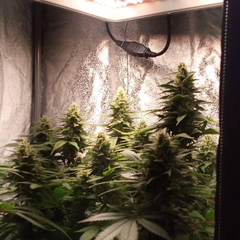 Special Queen #1 growlog timeline photo