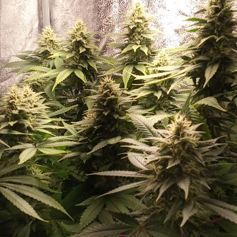 Special Queen #1 growlog timeline photo