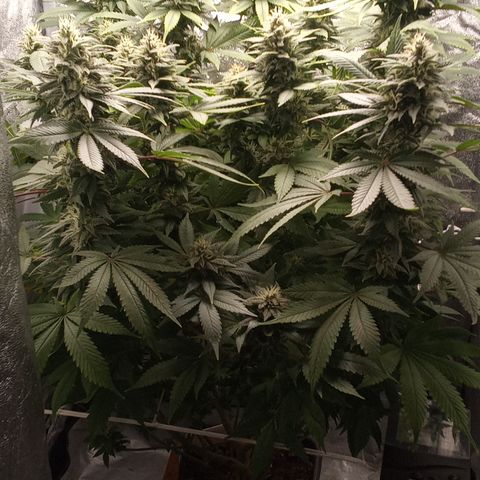Special Queen #1 growlog timeline photo