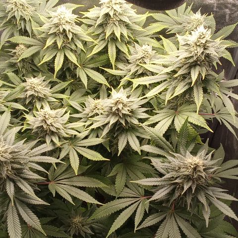 Special Queen #1 growlog timeline photo