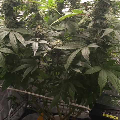 Special Queen #1 growlog timeline photo