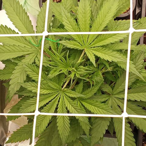 Strawberry Banana automatik  growlog timeline photo