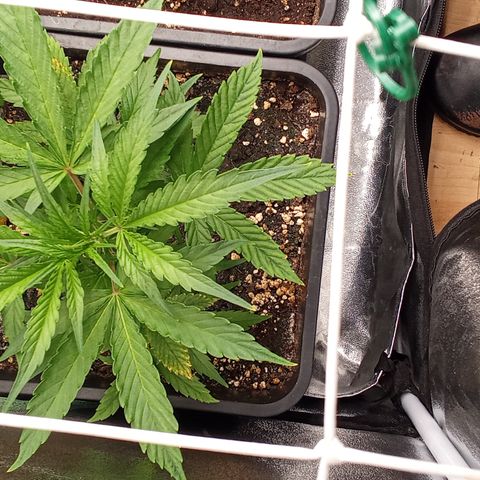 Strawberry Gorilla automatik  growlog timeline photo