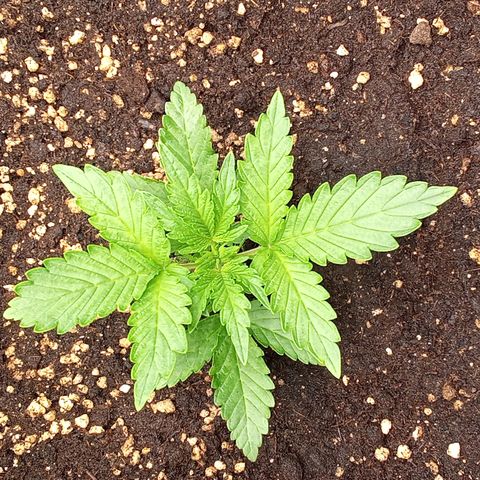 Zkittlez automatik  growlog timeline photo