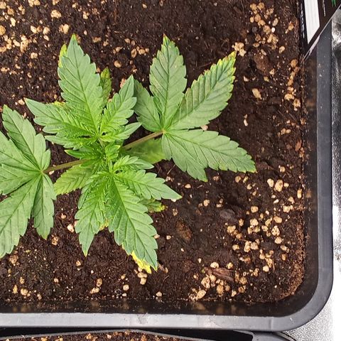 Banana Purple Punch growlog timeline photo