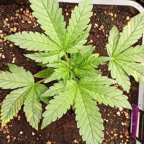 Banana Purple Punch growlog timeline photo