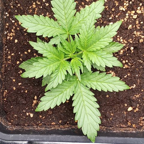 Zkittlez automatik  growlog timeline photo