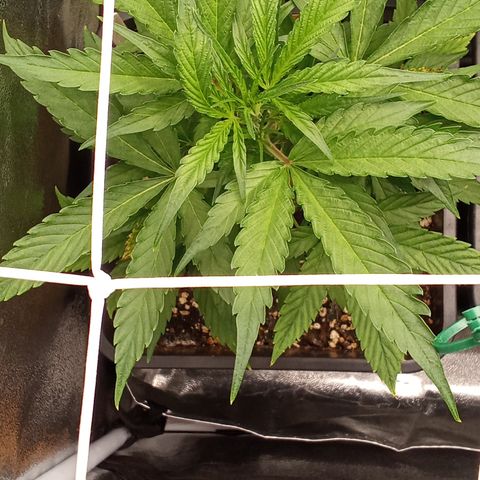 Strawberry Gorilla automatik  growlog timeline photo