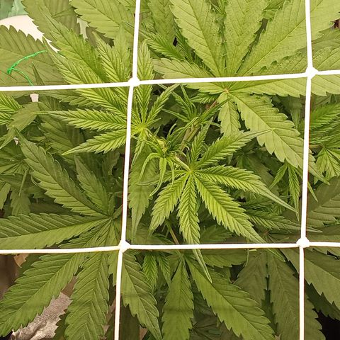 Strawberry Banana automatik  growlog timeline photo