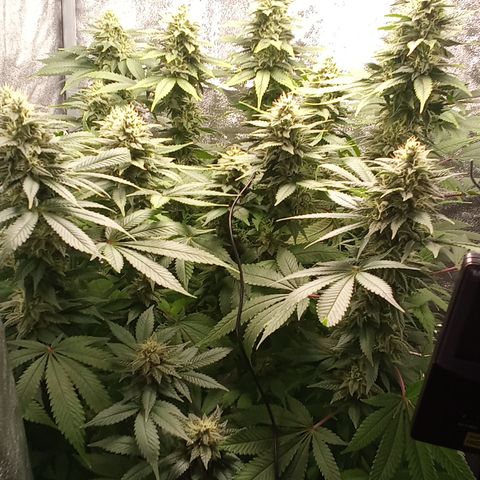 Special Queen #1 growlog timeline photo