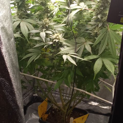 Special Queen #1 growlog timeline photo