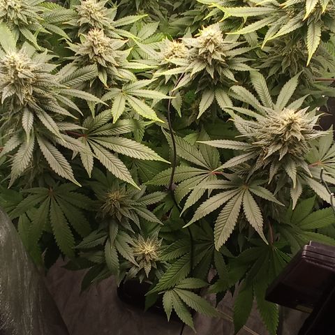 Special Queen #1 growlog timeline photo