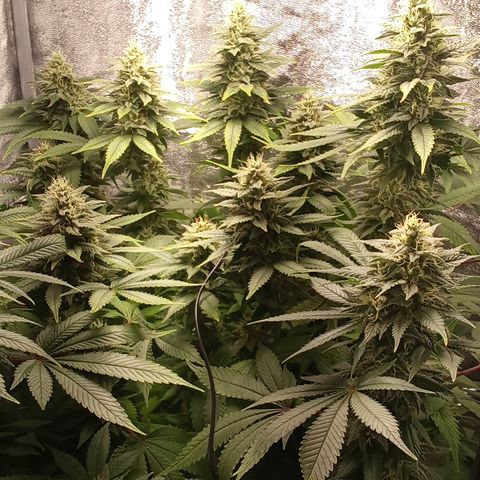 Special Queen #1 growlog timeline photo