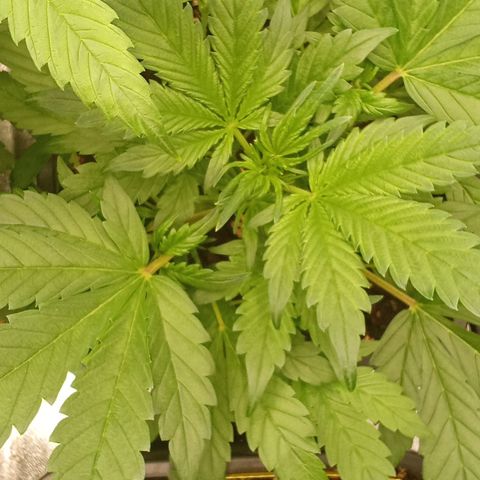 Banana Purple Punch growlog timeline photo