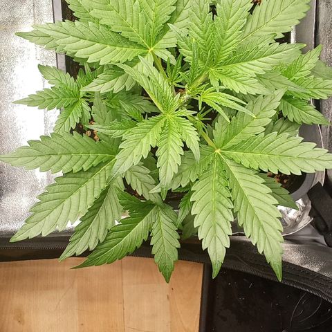 Zkittlez automatik  growlog timeline photo