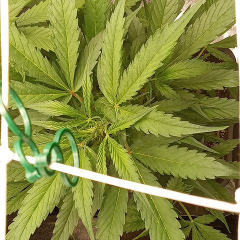 Strawberry Gorilla automatik  growlog timeline photo