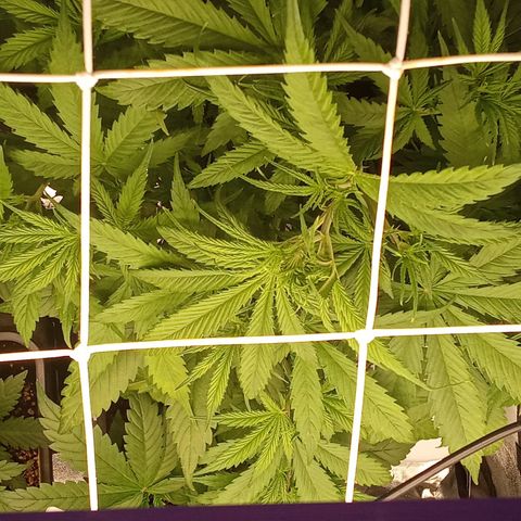 Strawberry Banana automatik  growlog timeline photo
