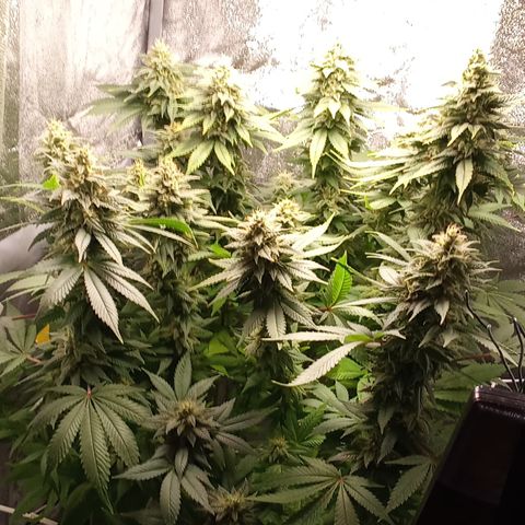 Special Queen #1 growlog timeline photo