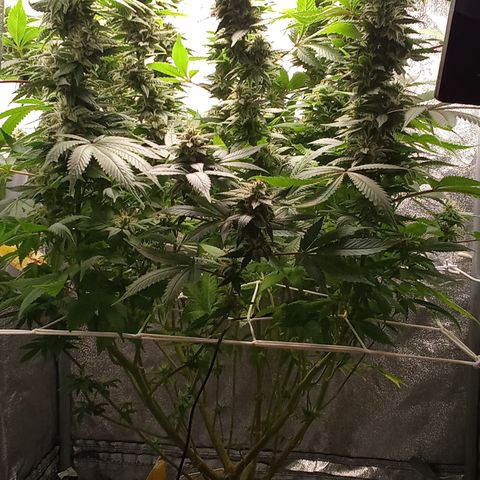 Special Queen #1 growlog timeline photo